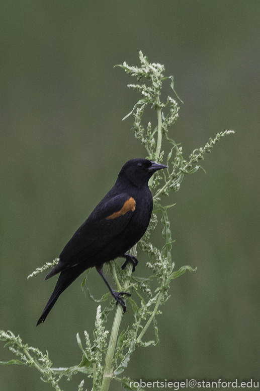 stanford bioblitz2019